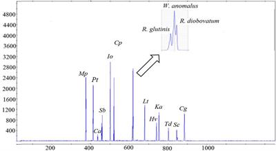 The Impact of Saccharomyces cerevisiae on a Wine Yeast Consortium in Natural and Inoculated Fermentations